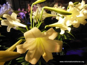 Reformation Lutheran Church lilies